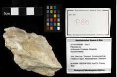 Foto (Objekt + Etiketten) von Pithonoton sp. 